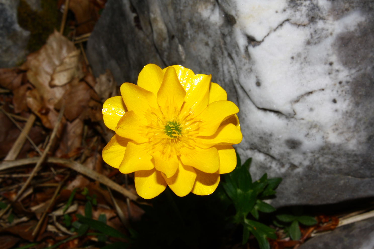Ranunculus cfr. pollinensis